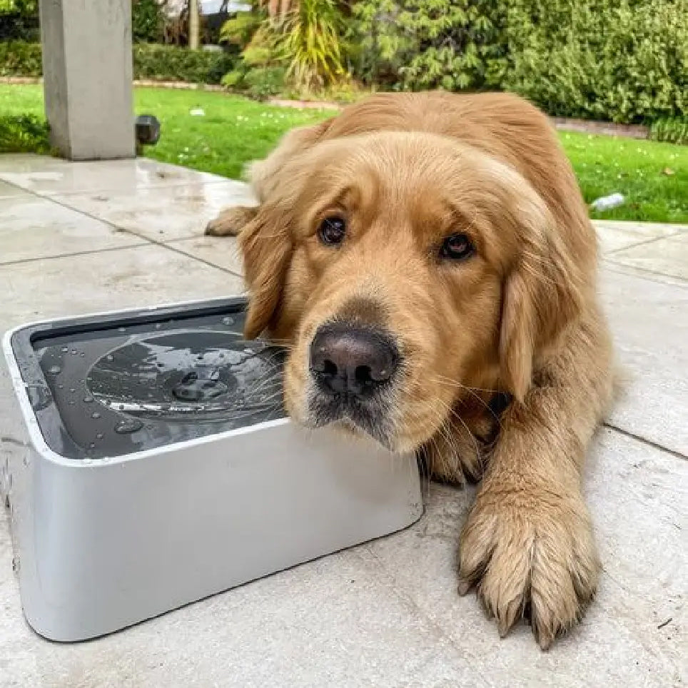 Drinkbak voor honden