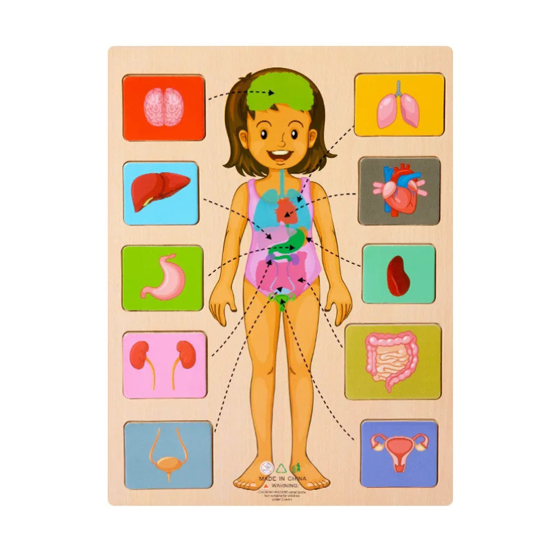 Educatief Houten Puzzelspeelgoed Menselijk Lichaam voor Kinderen