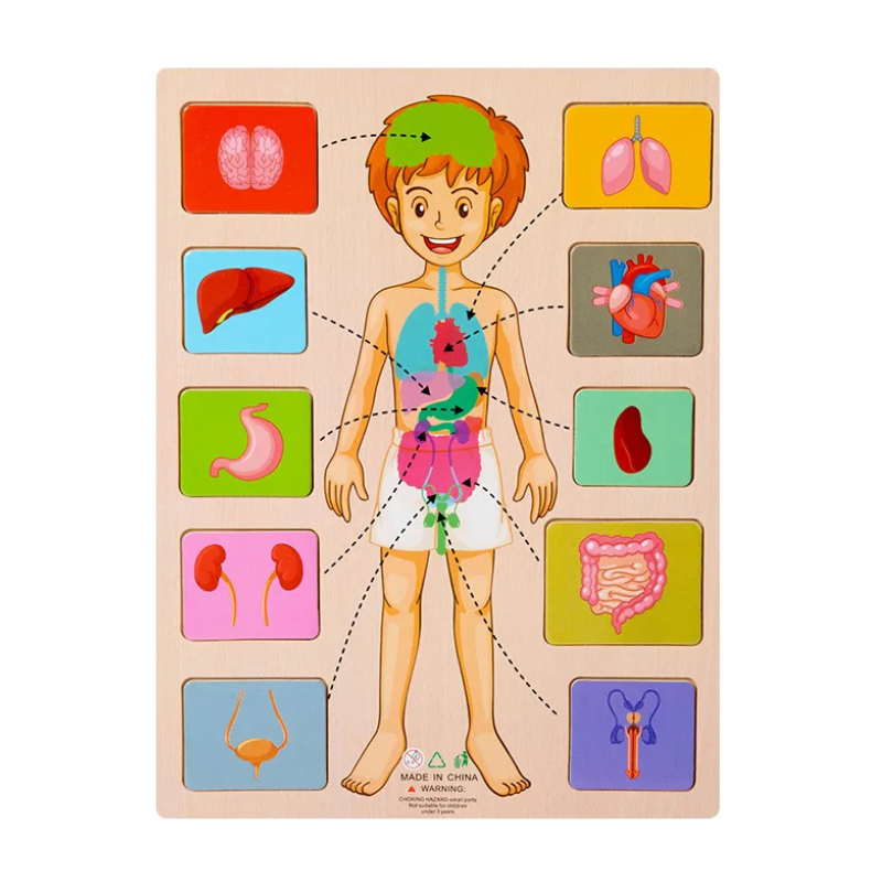 Educatief Houten Puzzelspeelgoed Menselijk Lichaam voor Kinderen