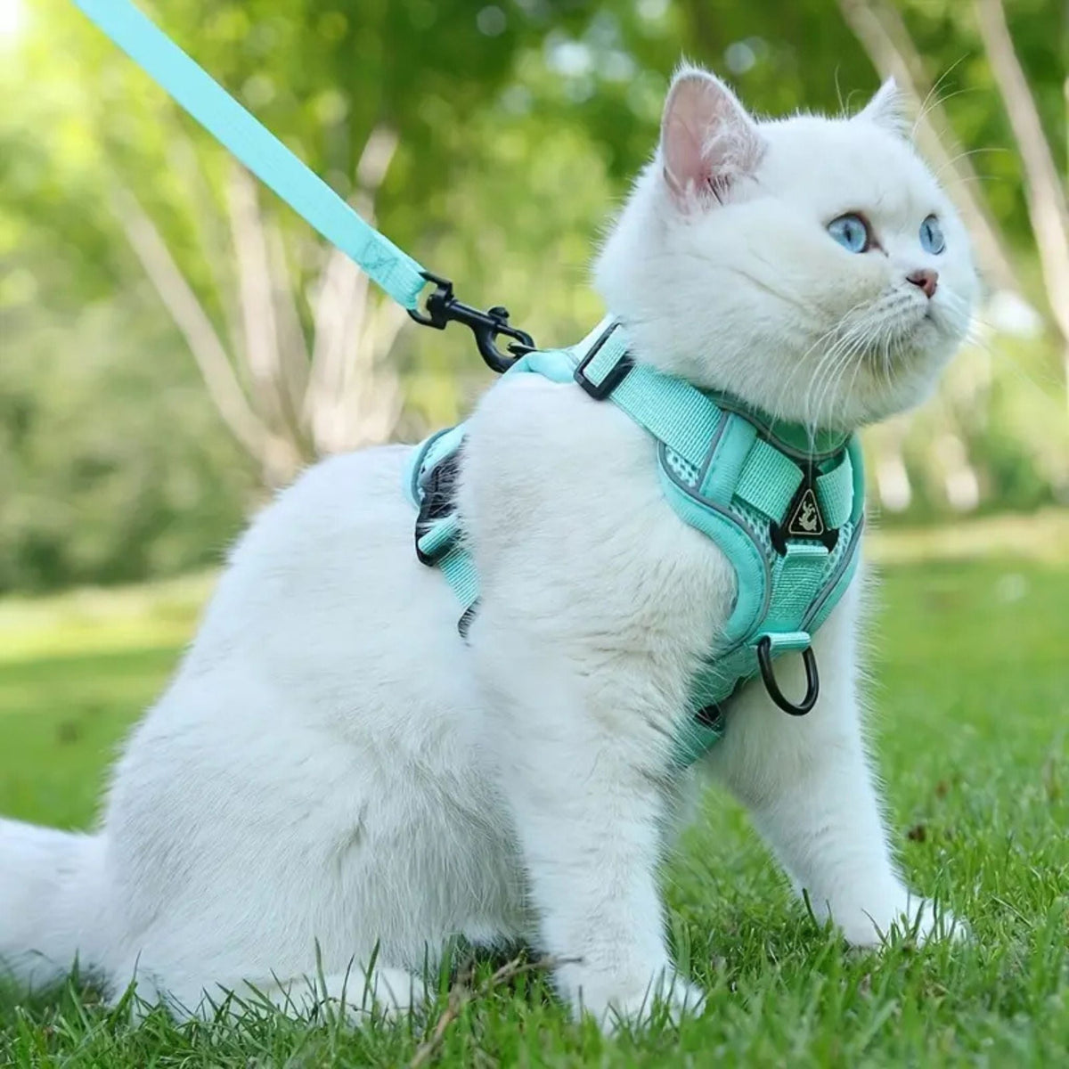 Veilig kattentuigje met ontsnappingsbeveiliging