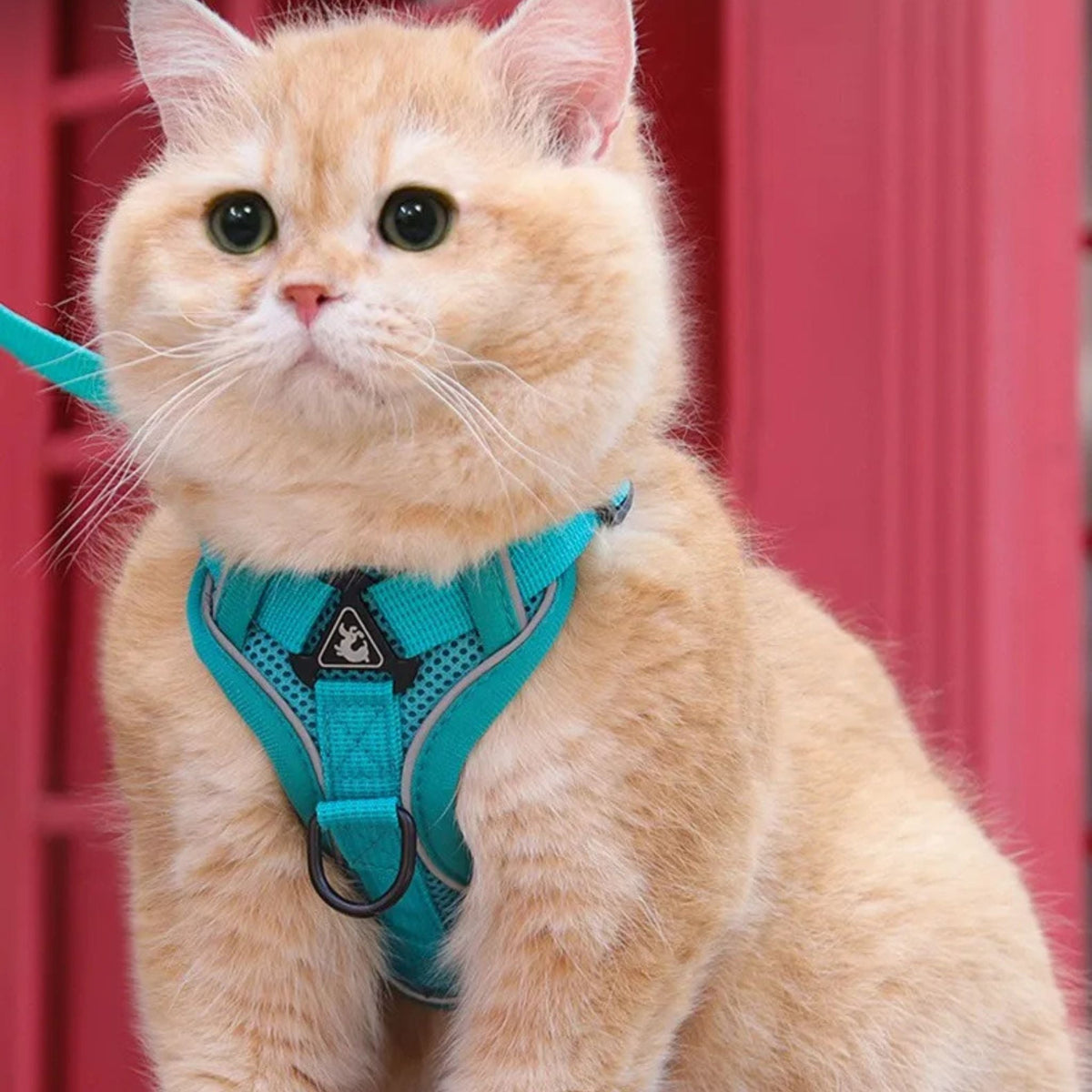 Veilig kattentuigje met ontsnappingsbeveiliging
